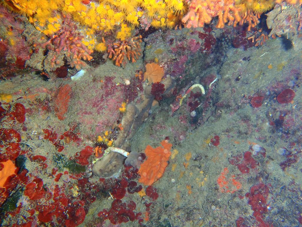 Le Casette Sul Mare Capo Vaticano Eksteriør bilde
