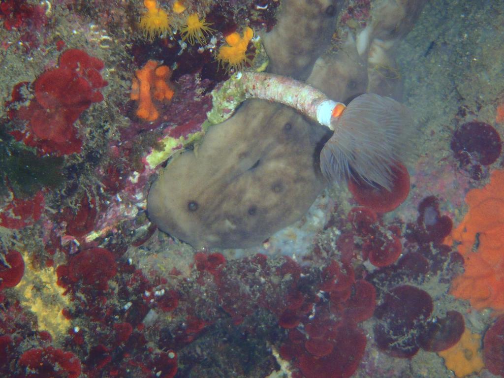 Le Casette Sul Mare Capo Vaticano Eksteriør bilde